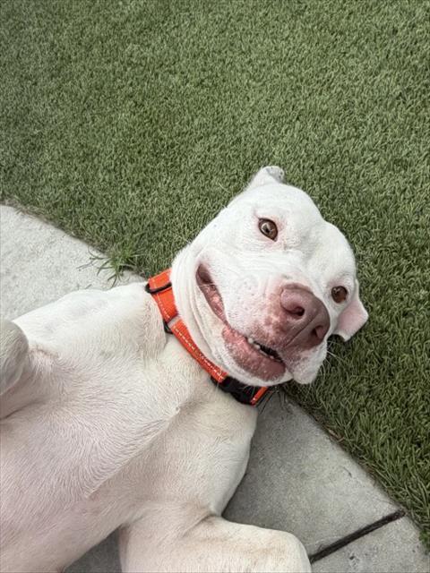 LANA - American Bulldog available for adoption