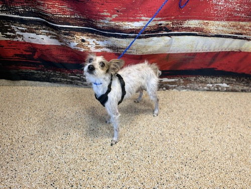 PLUTO, an adoptable Schnauzer in Miami, FL