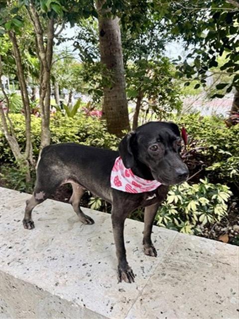 HOPE, an adoptable Labrador Retriever in Miami, FL