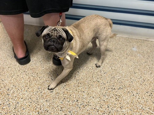FLASH, an adoptable Pug in Miami, FL