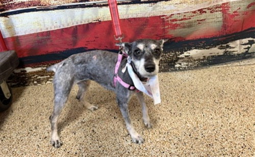 MILY, an adoptable Miniature Schnauzer in Miami, FL