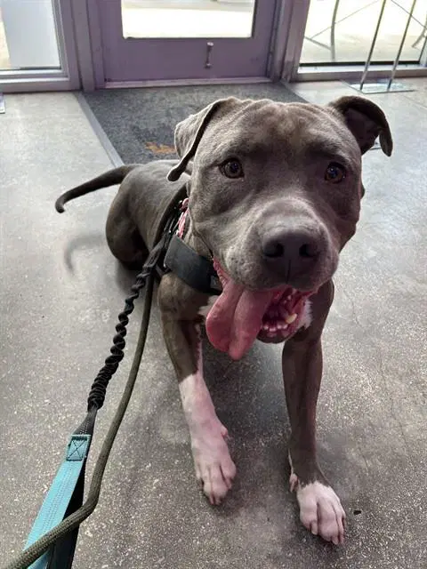Blake - American Pit Bull Terrier