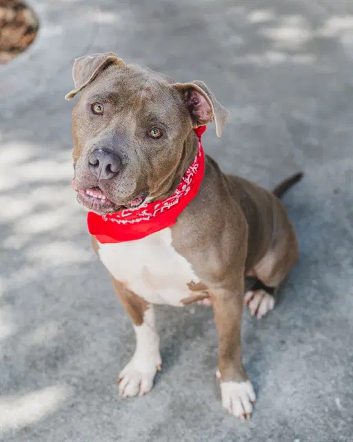 Blake - American Pit Bull Terrier