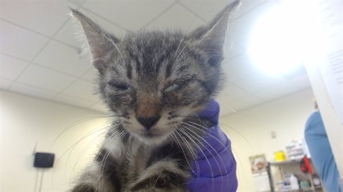CARROT