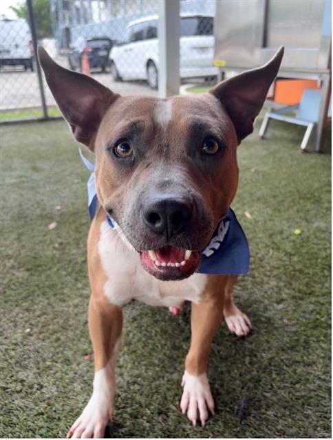 ROSCO - Pit Bull Terrier available for adoption