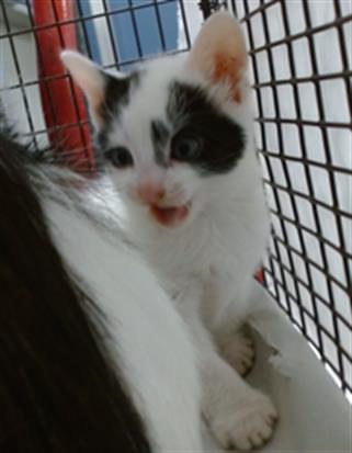 ZEUS