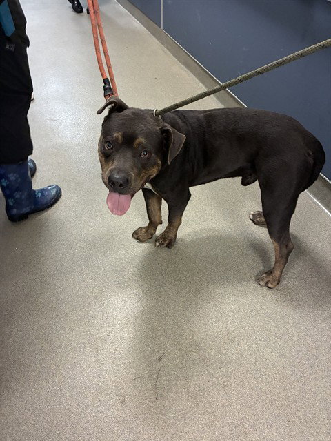 NICKSON, an adoptable American Bulldog in Miami, FL