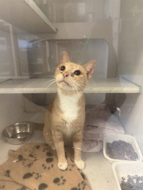 NORTH, Adult Domestic Short Hair (medium coat), cat for adoption in Aventura, Florida