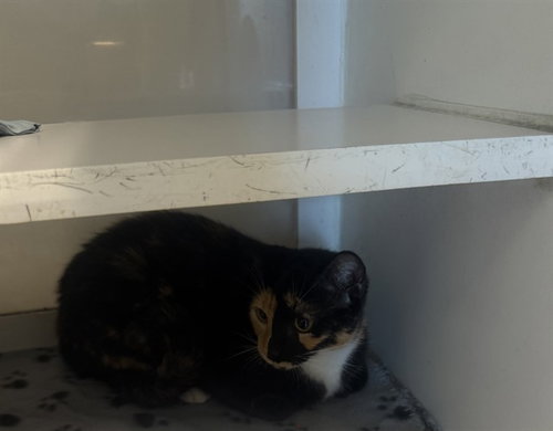 EAST, Young Domestic Short Hair (medium coat), cat for adoption in Aventura, Florida