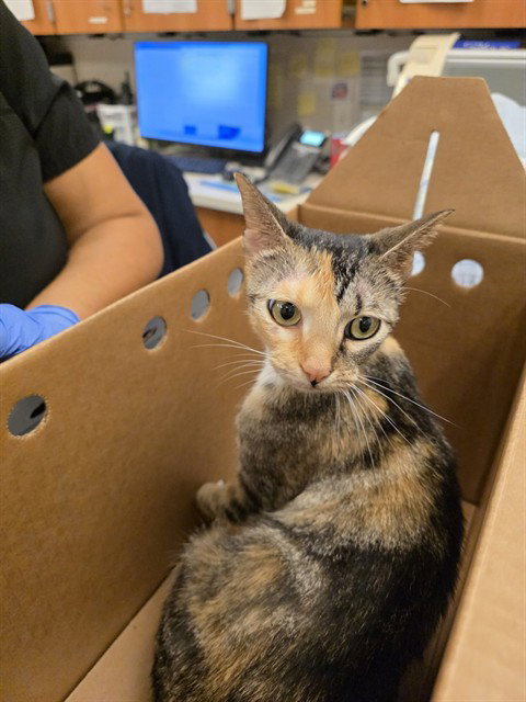 CASSIE, Adult Domestic Short Hair (medium coat), cat for adoption in Aventura, Florida