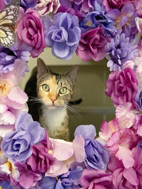CASSIE, Adult Domestic Short Hair (medium coat), cat for adoption in Aventura, Florida
