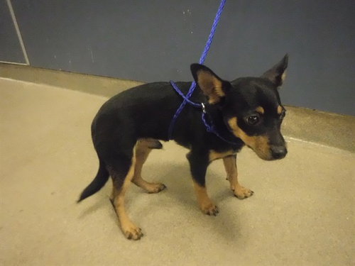 TAZ, an adoptable Doberman Pinscher in Miami, FL