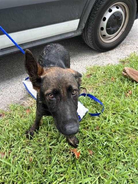 MAX, an adoptable Dutch Shepherd in Miami, FL