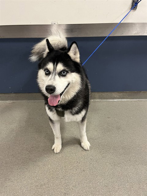 LOKI