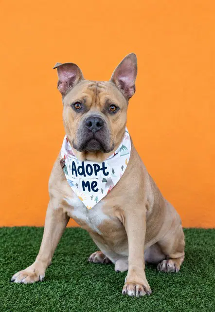 Tommy - Pit Bull Terrier