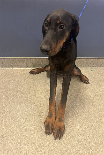 BAILEY, an adoptable Doberman Pinscher in Miami, FL