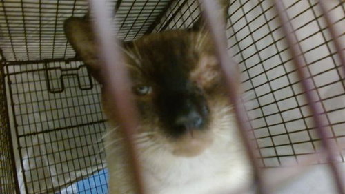 JACK