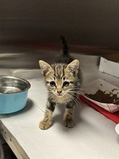 CHI, Baby Domestic Short Hair (medium coat), cat for adoption in Hialeah, Florida
