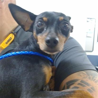 VADER, an adoptable Miniature Pinscher in Miami, FL
