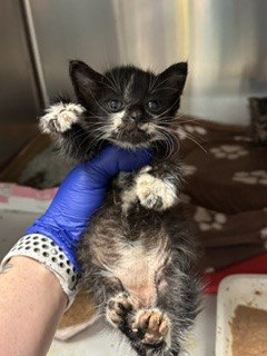 BINKY, Baby Domestic Short Hair (medium coat), cat for adoption in Hialeah, Florida