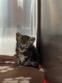 LENNY, Baby Domestic Short Hair (medium coat), cat for adoption in Hialeah, Florida