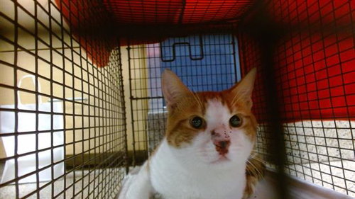 GARFIELD