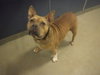 DIXIE - Photo 1