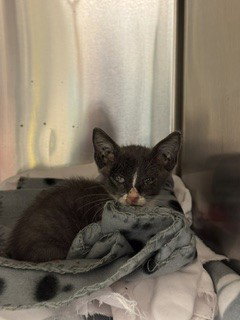 KIKI, Baby Domestic Short Hair (medium coat), cat for adoption in Boynton Beach, Florida