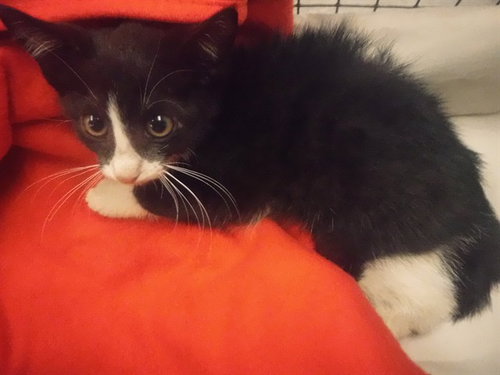 LILY