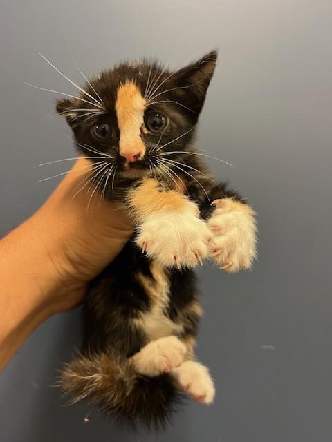 RUFUS