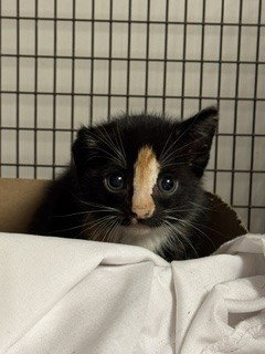 CITRINE, Baby Domestic Short Hair (medium coat), cat for adoption in Aventura, Florida