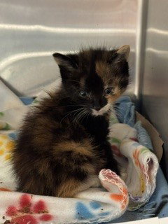 MACITA, Baby Domestic Short Hair (medium coat), cat for adoption in Hialeah, Florida