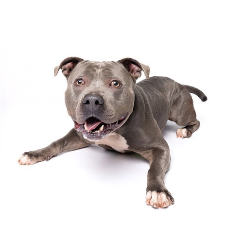 BUB, a dog for adoption from Miami Dade Animal Services