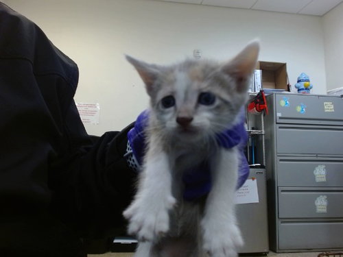SPARKLE, Baby Domestic Short Hair (medium coat), cat for adoption in Boynton Beach, Florida