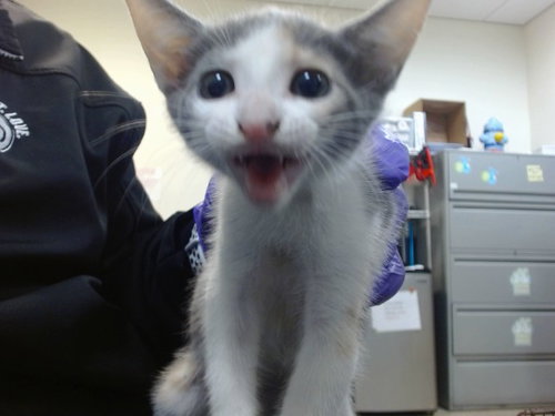 TWINKLE, Baby Domestic Short Hair (medium coat), cat for adoption in Boynton Beach, Florida