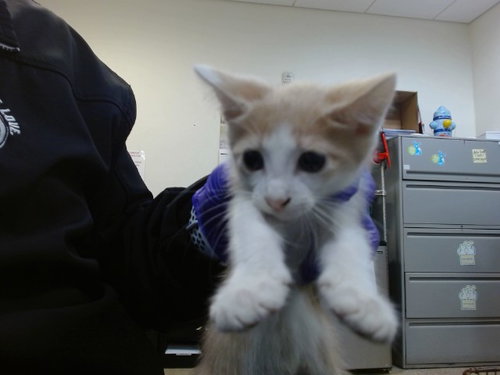 UNICORN, Baby Domestic Short Hair (medium coat), cat for adoption in Boynton Beach, Florida