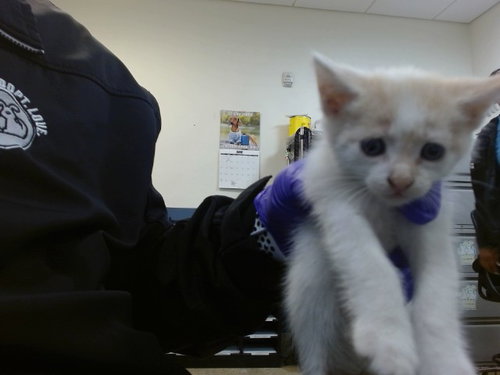 LAYLA, Baby Domestic Short Hair (medium coat), cat for adoption in Hialeah, Florida