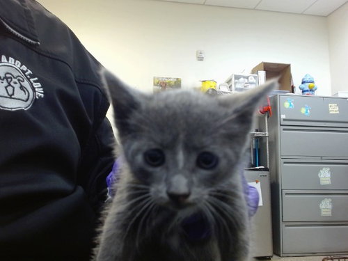 LINA, Baby Domestic Short Hair (medium coat), cat for adoption in Boynton Beach, Florida