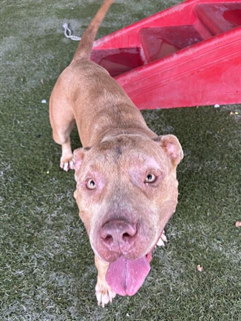 RAINY - Pit Bull Terrier available for adoption