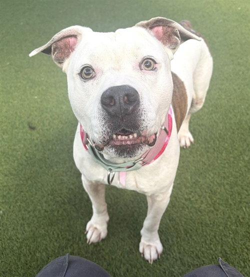CHAMPION, a dog for adoption from Miami Dade Animal Services