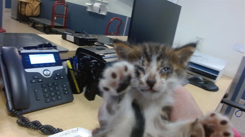 TOBY, Baby Domestic Short Hair (medium coat), cat for adoption in Boynton Beach, Florida