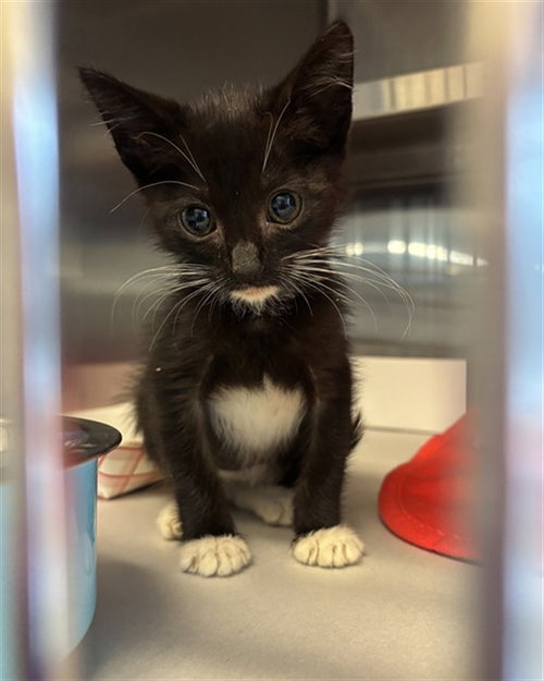 KITTY, Baby Domestic Short Hair (medium coat), cat for adoption in Boynton Beach, Florida