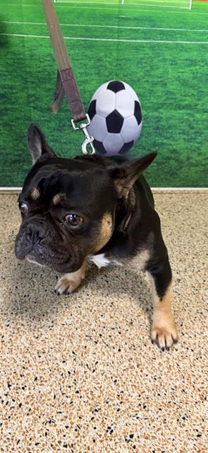 BRUNO