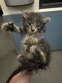 DIESEL, Baby Domestic Short Hair (medium coat), cat for adoption in Hialeah, Florida