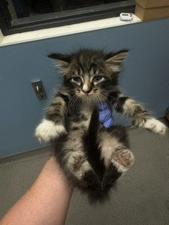 ELMO, Baby Domestic Short Hair (medium coat), cat for adoption in Hialeah, Florida