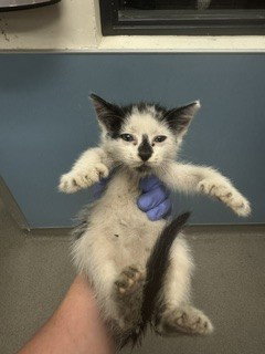 ENZO, Baby Domestic Short Hair (medium coat), cat for adoption in Hialeah, Florida