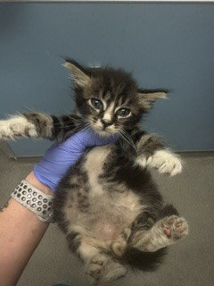 FARGO, Baby Domestic Short Hair (medium coat), cat for adoption in Hialeah, Florida