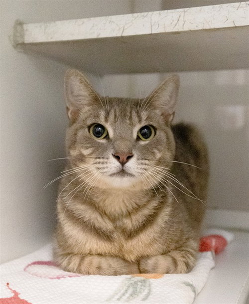 NINA, Adult Domestic Short Hair / Mixed (medium coat), cat for adoption in Aventura, Florida