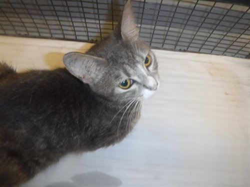 STAR, Adult Domestic Short Hair / Mixed (medium coat), cat for adoption in Boynton Beach, Florida
