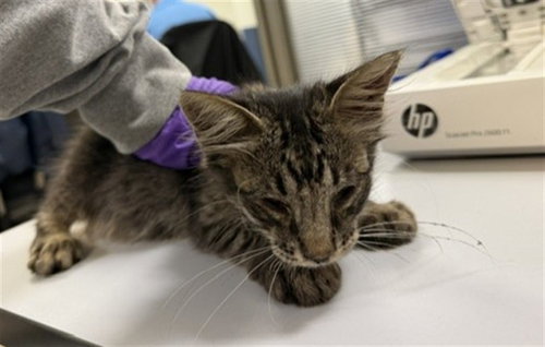 TIKO, Baby Domestic Medium Hair (medium coat), cat for adoption in Boynton Beach, Florida